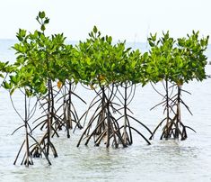 several trees are growing out of the water and in the middle of the ocean with no leaves on them