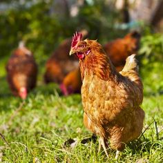 a group of chickens standing on top of a lush green field