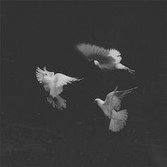 three white doves flying in the dark with their wings spread out and one has its head down