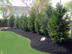 a green yard with black mulch and trees