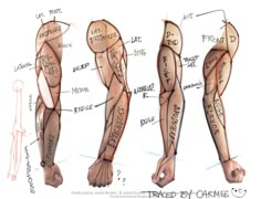 the muscles are labeled in three different ways, and each has their own name on it