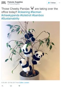 stuffed pandas are sitting on top of a potted tree in front of a tweet