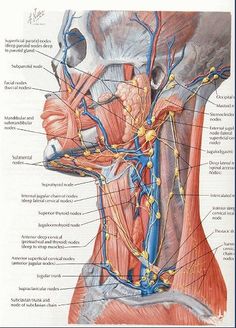 this is an image of the head and neck with labels on it that show different areas of the human body