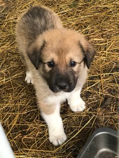 a puppy standing on top of dry grass