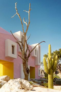 a pink and yellow building with a cactus in the foreground