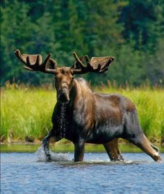 a large moose walking across a body of water