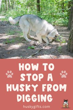 How To Stop A Husky From Digging Behavior Tips, Daisy Mae, My Husky, Wave Goodbye, Boredom Busters