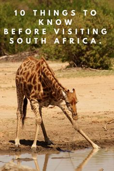 a giraffe drinking water from a pond with the words 10 things to know before visiting south africa