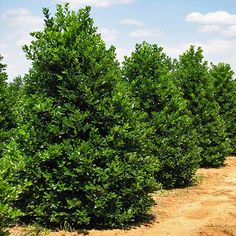 For a holly that tolerates poor soil, bad drainage, drought and dense shade, look no further than the Nellie Stevens Holly. It is shade-tolerant, with spiny, rich, dark-green leaves 2 to 4 inches long. The dense growth makes it an excellent choice for permanent screening for privacy or to obscure unattractive views.     	- Perfect choice for a larger bush or tall screen – 20 feet tall or more   	- Healthy and attractive all year round   	- Perfect choice for hotter regions - heat and drought res Nellie Stevens Holly, Holly Shrub, Holly Bush, Garden Hedges, Tiny White Flowers, Holly Tree, Backyard Garden Landscape, Fence Landscaping, Tree Shop