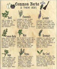 Magickal Herbs Herbal Magic, Herb Meanings, Herbs And Their Uses, Herbal Witch, Witchcraft Herbs, Herbs Plants, Witch Tips