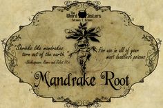 the logo for mandrake root is shown on an old parchment paper with ornate border