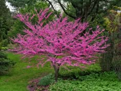 a pink tree in the middle of a garden