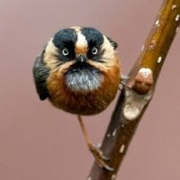 a brown and black bird sitting on top of a tree branch with drops of water