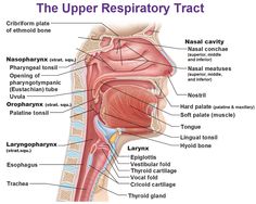 the upper respiratory trache is shown in this diagram with labels on it