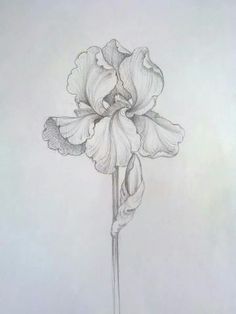 a pencil drawing of a flower on a white paper