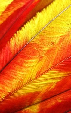 red and yellow feathers are shown close up