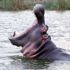 a hippopotamus in the water with its mouth open and it's head sticking out