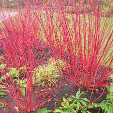 some red plants are growing in the grass