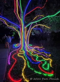 an illuminated tree in the middle of a park