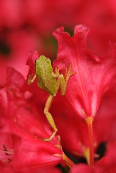 a green frog sitting on top of a red flower