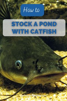 a fish with the words how to stock a pond with catfish on it's side