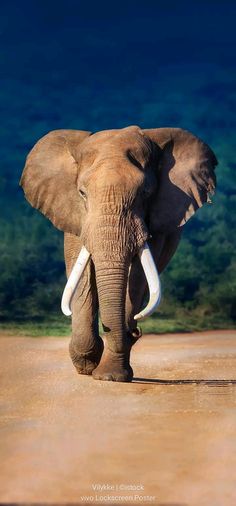 an elephant with tusks walking across a dirt field