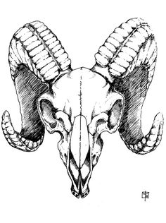 an ink drawing of a ram's head with large horns