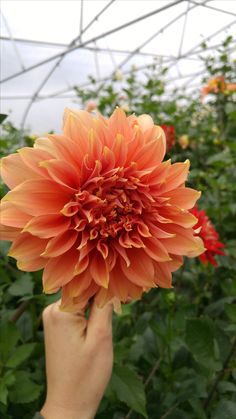 a hand holding up an orange flower in a greenhouse