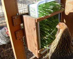 a chicken in a coop eating grass out of it's feeder box and another chicken standing next to it