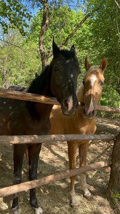 two horses standing next to each other behind a wooden fence in the shade under trees