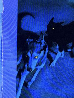 two dogs laying on the floor next to each other in front of a blue wall