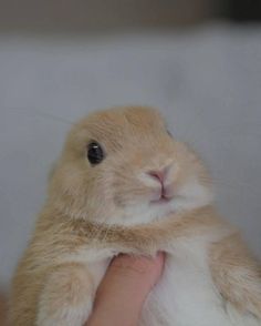 a person holding a small brown and white rabbit