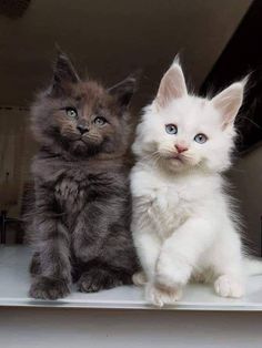 two kittens sitting on top of a shelf next to each other, one looking at the camera