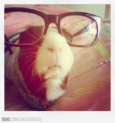 a hamster wearing glasses on top of a bed