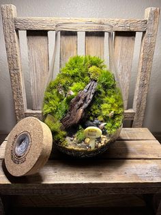 a moss covered bowl sitting on top of a wooden bench