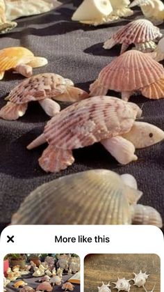 sea shells and starfish are arranged on the beach floor, along with other seashells