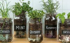 several jars filled with plants and rocks on top of a table