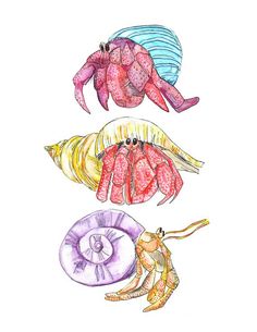 three different types of sea animals are depicted in this watercolor and ink painting illustration