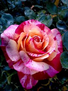 a pink and yellow rose is in the middle of some green leaves with water droplets on it's petals