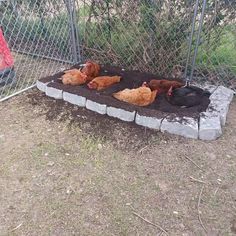 chickens are laying in the dirt near a fence