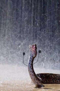 a snake in the water with it's mouth open