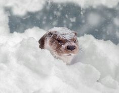 an animal is standing in the snow and looking into the camera with its eyes open