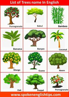 different types of trees in english