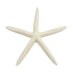 PRICES MAY VARY. YOU WILL RECEIVE – (15) Natural White Finger Starfish, 4-6 inches each. Ideal for shell decor, beach table decor, or starfish wall decor. Authentic sea shells for decorating, perfect for creating stunning coastal or nautical displays. NATURAL CRAFTS MADE EASY – Enhance your DIY projects with our natural starfish. Perfect for adding charm to beach shells, seashells for crafts, and nautical table decor. Ideal for mini starfish crafts, sea decor, and coastal party decor. REAL & NAT Crab Feed, Starfish Wall Decor, Window Decorating, Starfish Decor, Beach Party Decorations, Beach Icon, Fish Wall Decor, Sea Shell Decor, Glass Balls