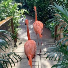 three flamingos are standing on a wooden walkway in the middle of some plants and trees