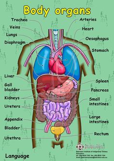 the anatomy of the human body and its major organ systems, including the livers