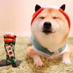 a small dog wearing a hat and scarf next to a candy box on the floor