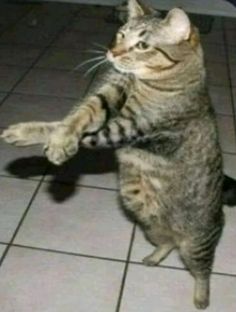 a cat standing on its hind legs and pawing it's paws with both hands