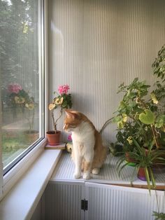 a cat sitting on top of a window sill next to a potted plant