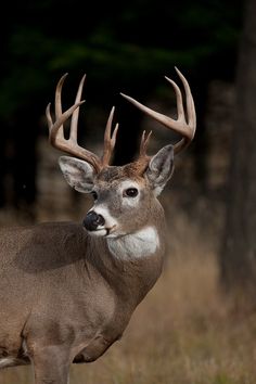 a close up of a deer with antlers on it's head